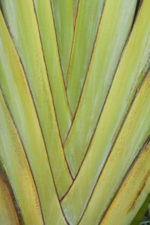 Palm tree leaves structure. 
Photo: Kristin Lee