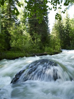 USA, Colorado, Mountain creek in forest. 
Photo : John Kelly