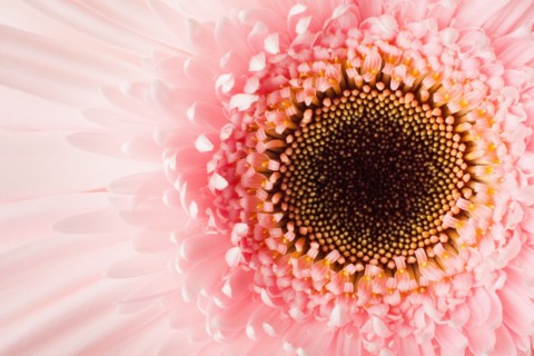 Close-up of pink daisy. 
Photo : Mike Kemp