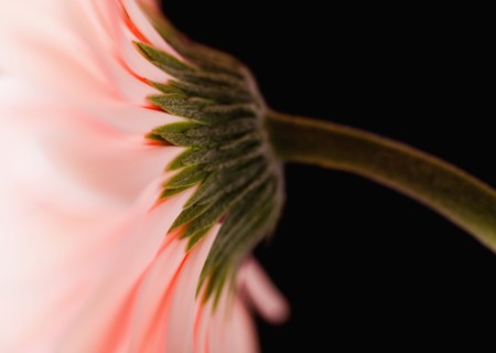 Close-up of pink daisy. 
Photo : Mike Kemp