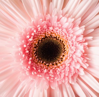 Close-up of pink daisy. 
Photo : Mike Kemp