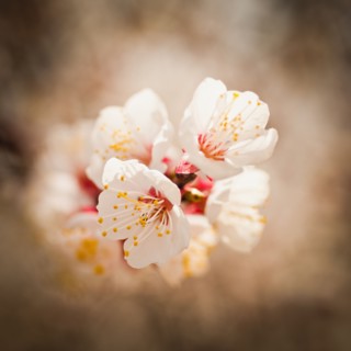 Close-up of cherry blossom. 
Photo : Mike Kemp