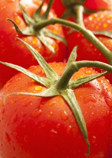 Fresh tomatoes with water drops. 
Photo : Mike Kemp