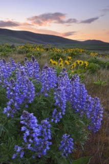 USA, Washington, Dalles Mountain State Park, Landscape with lupine flower in foreground. 
Photo :