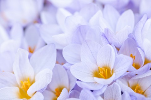 Close-up of crocuses. 
Photo : Elena Elisseeva