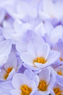 Close-up of crocuses. 
Photo : Elena Elisseeva