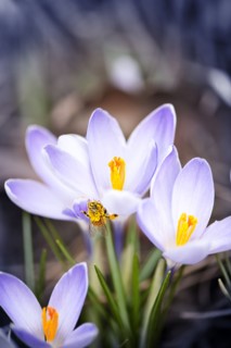 Close-up of crocuses. 
Photo : Elena Elisseeva