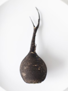 Turnip on plate, studio shot. 
Photo : Jessica Peterson