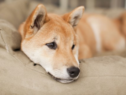 Portrait of dog lying on sofa. 
Photo: Jessica Peterson