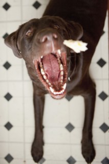 Dog yawning. 
Photo : Jessica Peterson