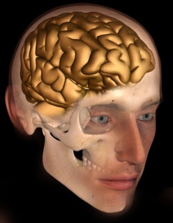 Conceptual image of human brain. 
Photo : Calysta Images