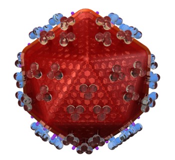 Conceptual image showing human body cell. 
Photo : Calysta Images