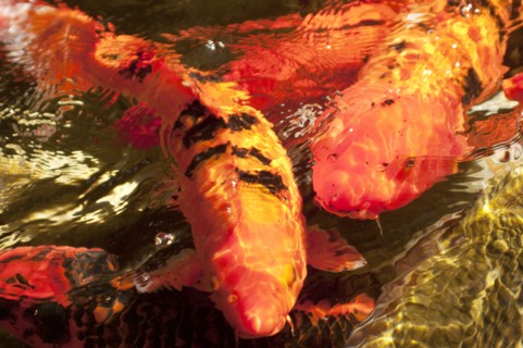 Japanese carps swimming in pond. 
Photo : Calysta Images