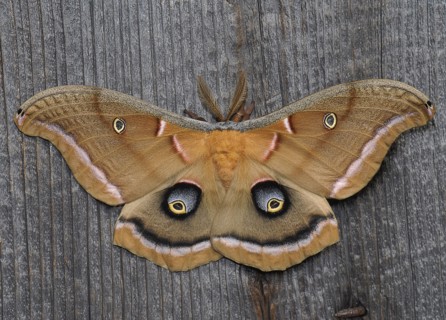 Close-up view of beautiful butterfly. 
Photo : Calysta Images