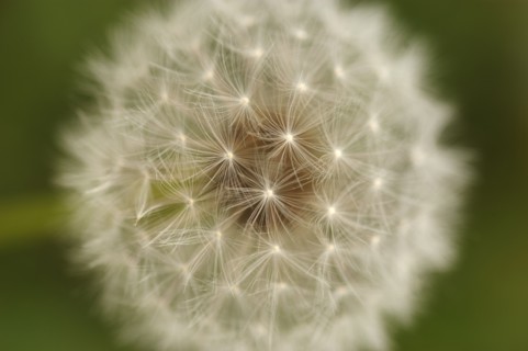 Close-up view of dandelion. 
Photo : Calysta Images
