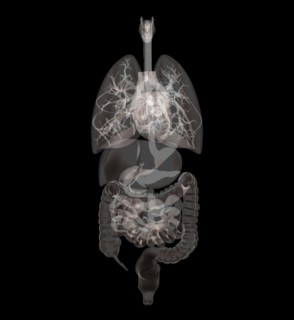Biomedical illustration showing human internal organs. 
Photo : Calysta Images