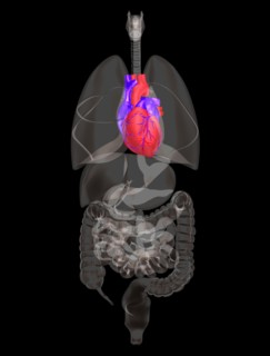 Biomedical illustration showing human heart. 
Photo : Calysta Images