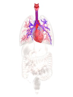 Biomedical illustration showing human heart. 
Photo : Calysta Images