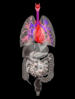 Biomedical illustration showing human internal organs. 
Photo : Calysta Images
