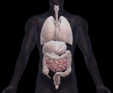 Biomedical illustration showing human internal organs. 
Photo : Calysta Images