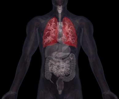 Biomedical illustration showing human internal organs with lungs indicated in red. 
Photo :
