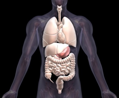 Biomedical illustration showing human internal organs . 
Photo : Calysta Images