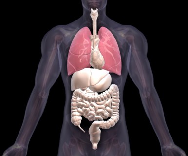 Biomedical illustration showing human internal organs with lungs indicated in red. 
Photo :