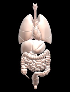 Biomedical illustration showing human internal organs . 
Photo : Calysta Images