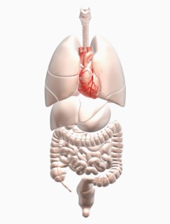 Biomedical illustration showing human internal organs with heart indicated in red. 
Photo :
