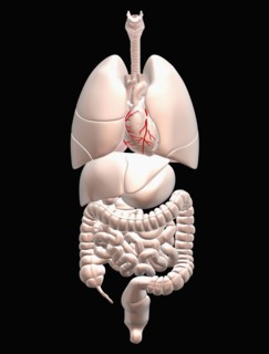 Biomedical illustration showing human internal organs . 
Photo : Calysta Images