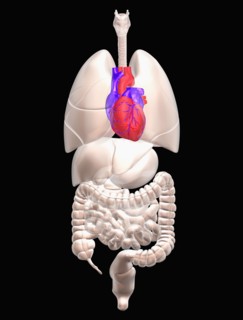 Biomedical illustration showing human internal organs with heart indicated in red. 
Photo :