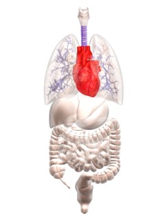 Biomedical illustration showing human internal organs with heart indicated in red. 
Photo :