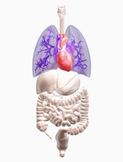 Biomedical illustration showing human internal organs with heart indicated in red and lungs in blue