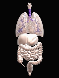 Digitally generated image of inner human organs. 
Photo : Calysta Images