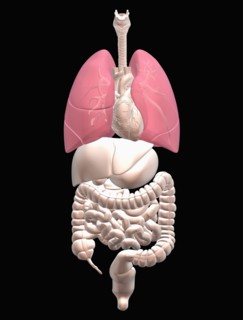 Digitally generated image of inner human organs. 
Photo : Calysta Images