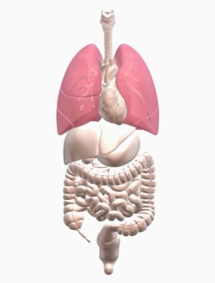 Digitally generated image of inner human organs. 
Photo : Calysta Images