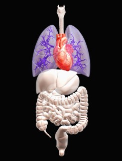 Digitally generated image of inner human organs. 
Photo : Calysta Images