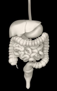 Digitally generated image of inner human organs. 
Photo : Calysta Images
