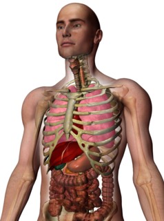 Digitally generated image of inner human organs. 
Photo : Calysta Images