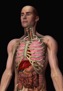Digitally generated image of inner human organs. 
Photo : Calysta Images