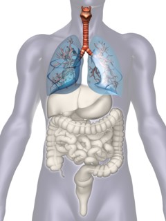 Digitally generated image of inner human organs. 
Photo : Calysta Images