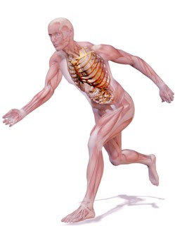 Digitally generated image of running human representation with inner human muscle visible. 
Photo