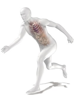 Digitally generated image of running human representation with inner human organs visible. 
Photo