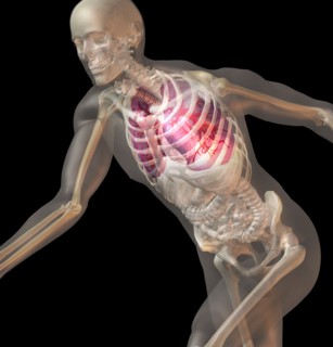 Digitally generated image of running human representation with inner human organs visible. 
Photo