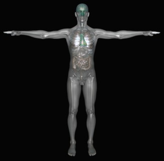 Digitally generated image of standing human representation with inner human organs visible. 
Photo