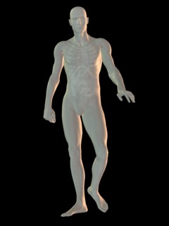 Digitally generated image of walking human representation with inner human organs visible. 
Photo