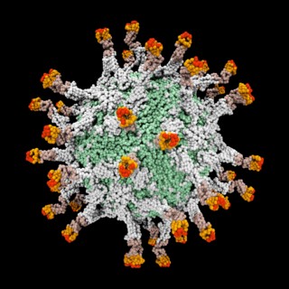 Digitally generated image of 3D molecular model of polio virus. 
Photo : Calysta Images