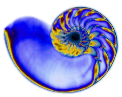 Studio shot of nautilus shell in x-ray. 
Photo: Calysta Images