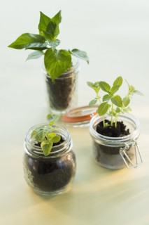 Studio shot of seedlings in jars.