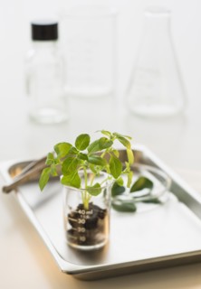Seedling in beaker on tray.